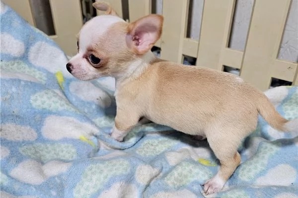 cuccioli di chihuahua | Foto 5