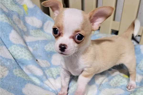 cuccioli di chihuahua