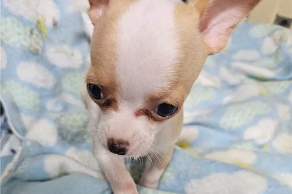 cuccioli di chihuahua | Foto 1