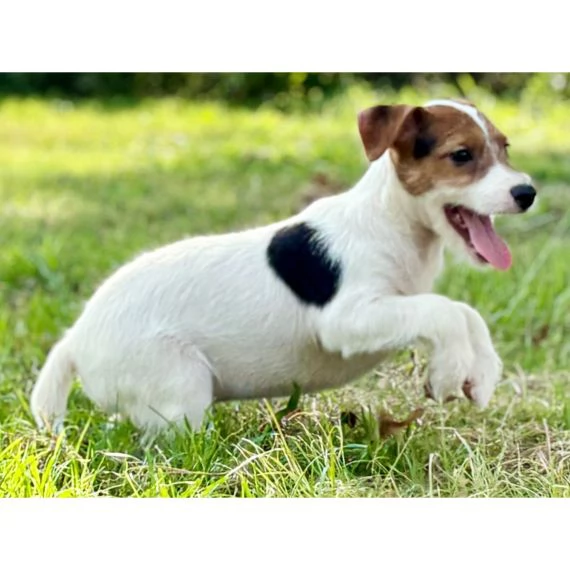 REGALO JACK RUSSELL CUCCIOLI Sono disponibile due bellissime cuccioli jack russell . Alta genealogia