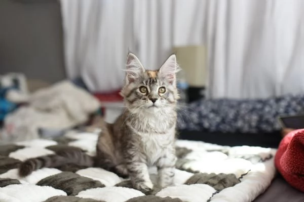 Cucciola di razza Maine Coon