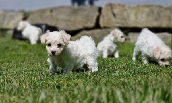 Vendesi tenerissimi cuccioli