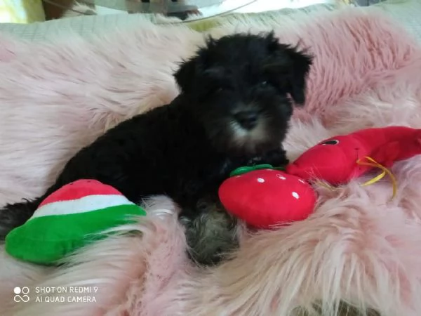 Cuccioli di schnauzer nano nero argento  | Foto 4