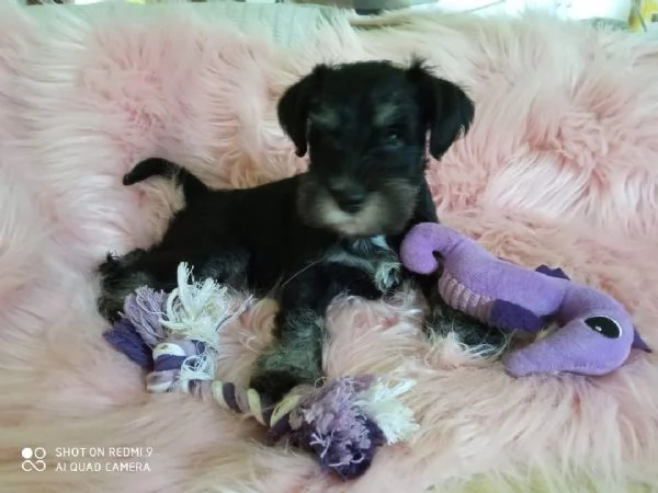 Cuccioli di schnauzer nano nero argento  | Foto 1