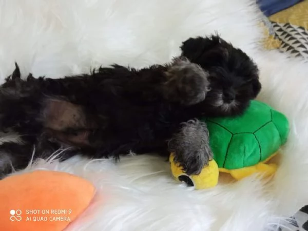 Cuccioli di schnauzer nano nero argento  | Foto 0