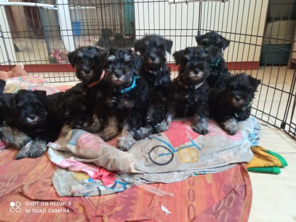 Cuccioli di Schnauzer nano nero argento  | Foto 4