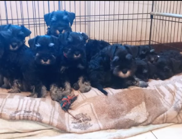 Cuccioli di Schnauzer nano nero argento  | Foto 3