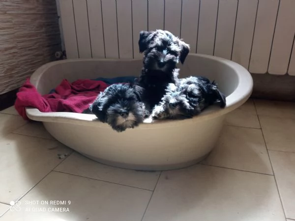 Cuccioli di Schnauzer nano nero argento  | Foto 1