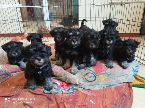 Cuccioli di Schnauzer nano nero argento  | Foto 0