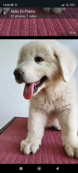 Cuccioli di pastore maremmano abruzzese 