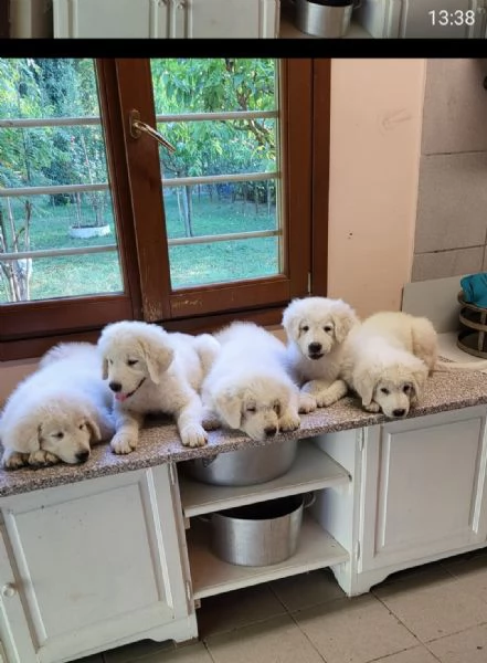 Cuccioli di pastore maremmano abruzzese  | Foto 0