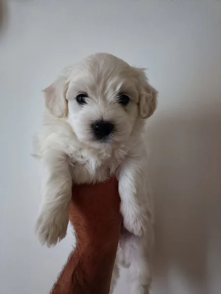 Cuccioli di Maltese | Foto 3