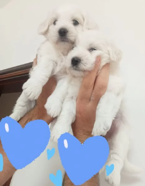 Cuccioli di Maltese | Foto 1