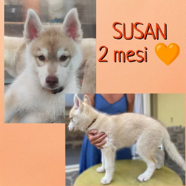 4 MERAVIGLIOSI CUCCIOLI SIBERIAN HUSKY DISPONIBILI | Foto 3