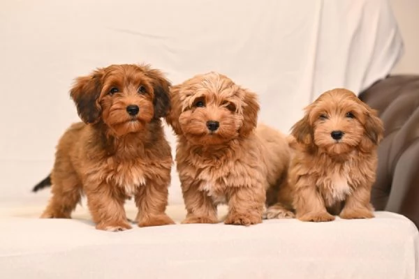 Cuccioli di Havanese Bichon