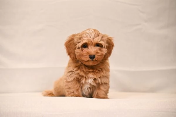 Cuccioli di Havanese Bichon | Foto 4