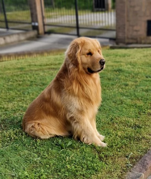 Cuccioli golden retriever 100% americano | Foto 5