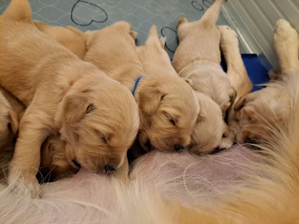 Cuccioli golden retriever 100% americano