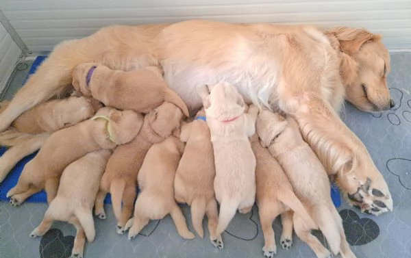 Cuccioli golden retriever 100% americano | Foto 4