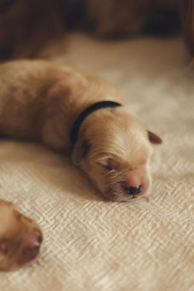 Cuccioli golden retriever 100% americano | Foto 3