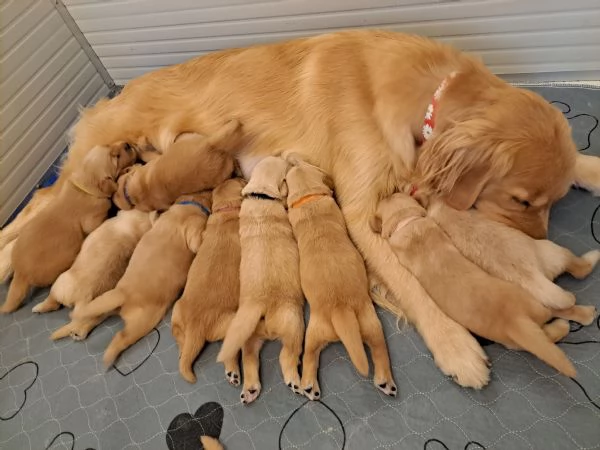 Cuccioli golden retriever 100% americano | Foto 1