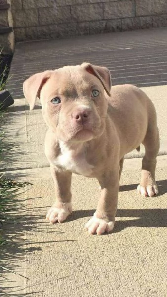 Regalo Cuccioli pitbull Disponibili bellissimi cuccioli di pitbull, genitori visibili, i cuccioli so