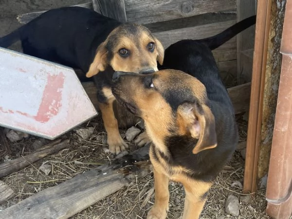 Cuccioli da adottare | Foto 6