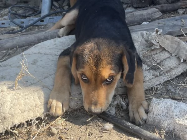 Cuccioli da adottare