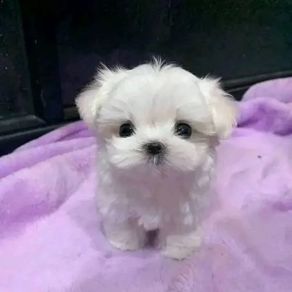 Maltese toy cuccioli