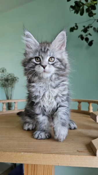 Cucciola di razza Maine Coon | Foto 0