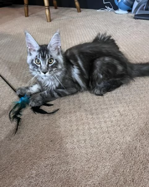 Cuccioli di Maine coon!