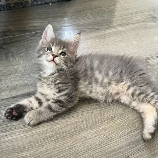 Disponibili Cuccioli di Maine coon!