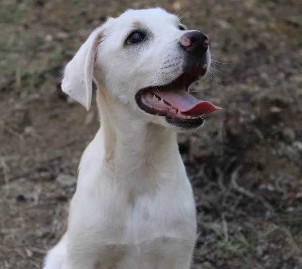 Perla, cucciola in cerca di una famiglia per sempre | Foto 0