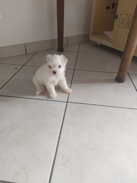 cuccioli di Maltese | Foto 3