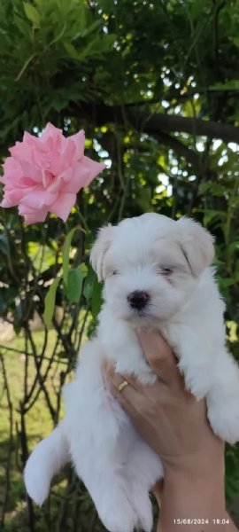 cuccioli di Maltese