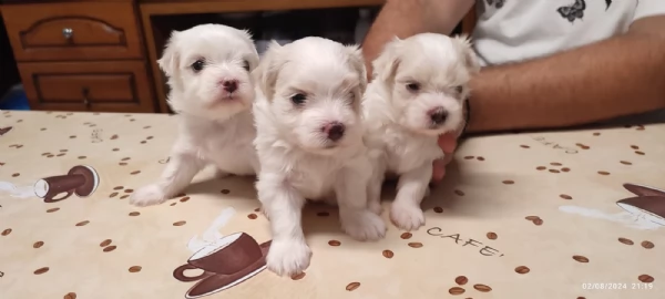 cuccioli di Maltese | Foto 2