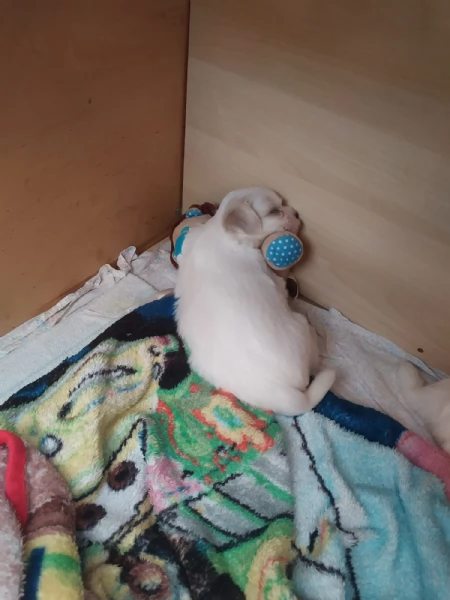 cuccioli di Maltese | Foto 0