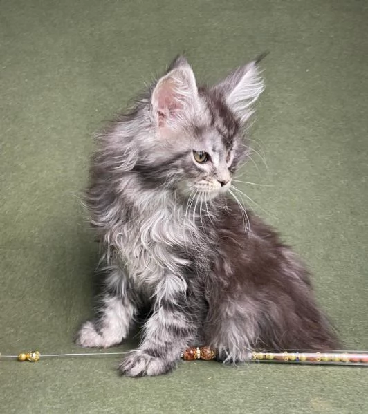 Maine Coon disponibili