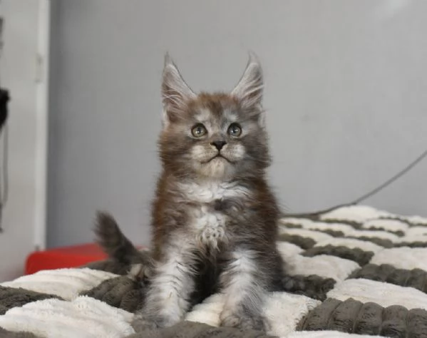 Cuccioli Maine Coon maschi e femmine