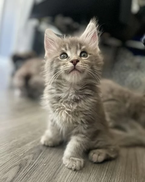 Maine Coon cuccioli