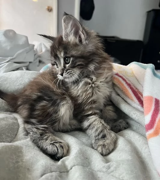 Cuccioli di Maine coon | Foto 0