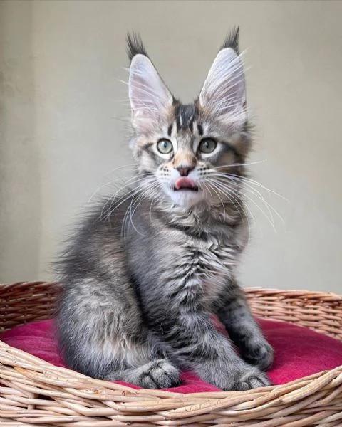 Cucciola di razza Maine Coon!!! | Foto 0