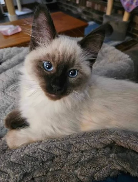 Cuccioli siamese balinese 