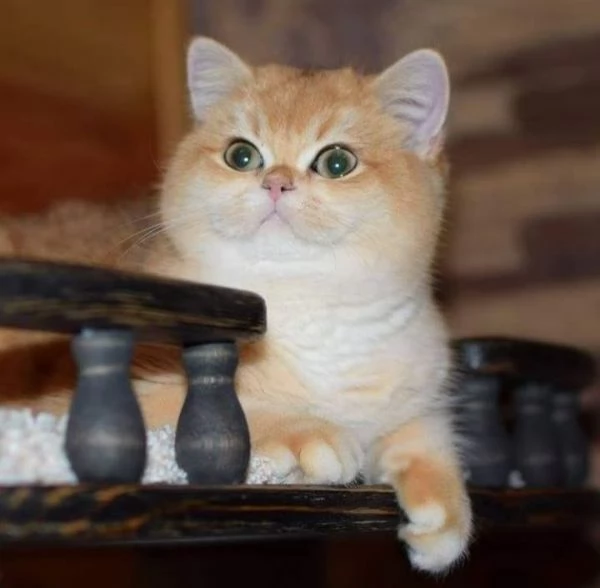 British shorthair golden per monta accoppiamento  | Foto 0