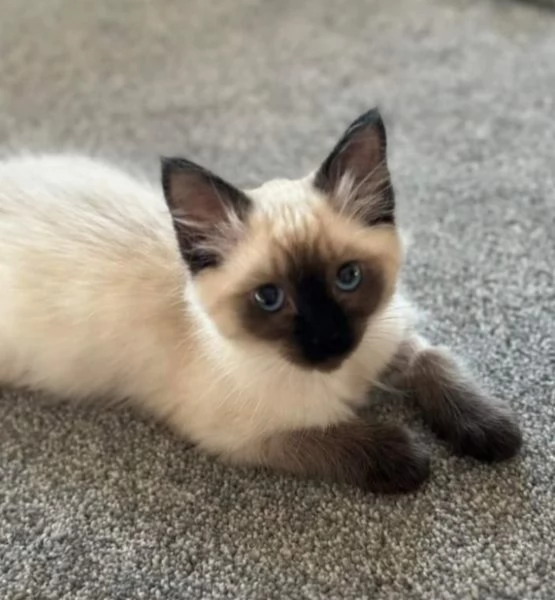 Cuccioli di siamese  | Foto 1