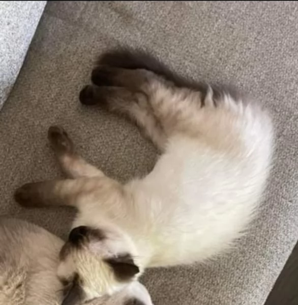 Cuccioli di siamese  | Foto 0