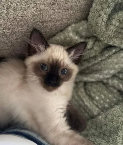 Cuccioli di siamese 