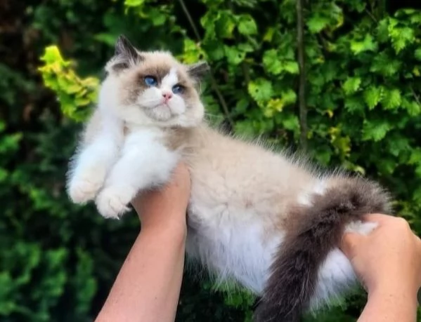 Cuccioli di ragdoll bicolor  | Foto 3