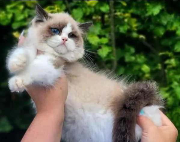 Cuccioli di ragdoll bicolor  | Foto 1