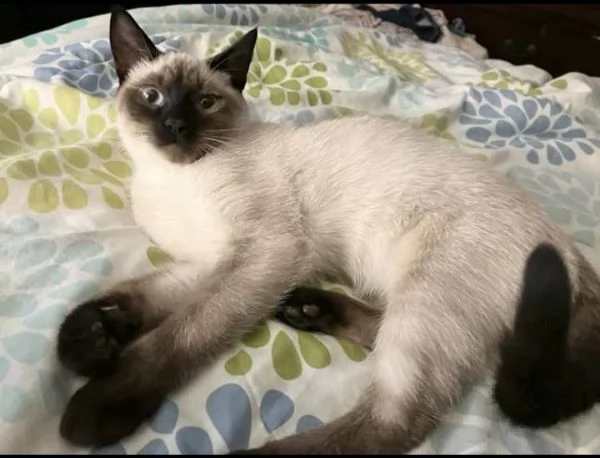 Magnifici cuccioli di siamese  | Foto 4